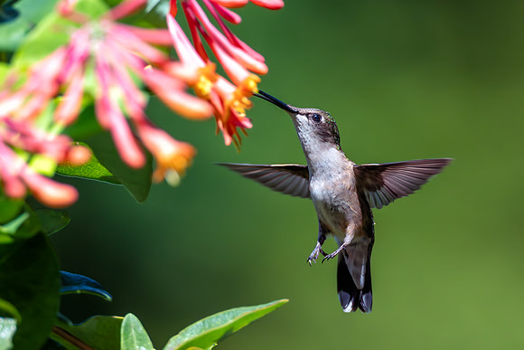 CMS_5898-Hummer and Honeysuckle copy