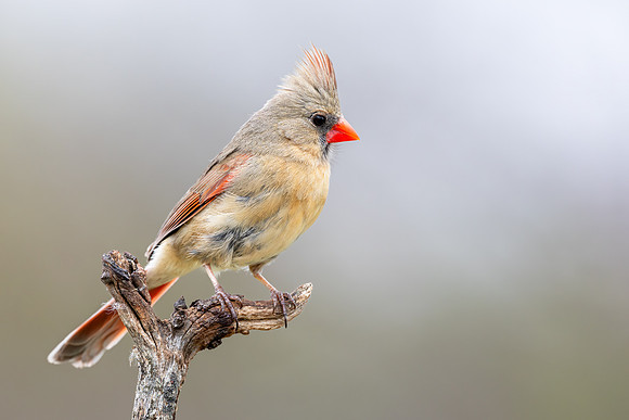 CMS_5898-F Cardinal copy