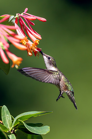 CMS_5893-Hummer and Honeysuckle copy