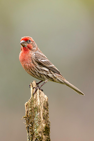 CMS_5838-House Finch copy