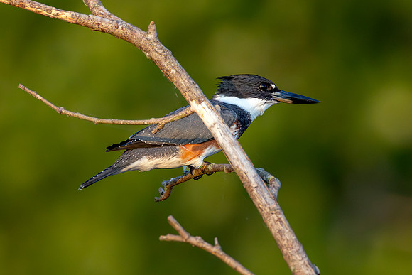 CMS_5691-Kingfisher pose