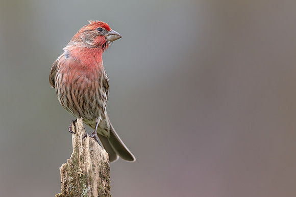 CMS_5779-House Finch copy