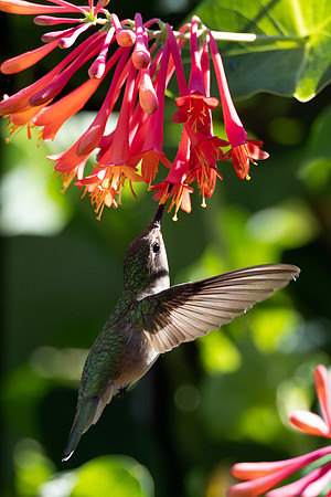 CMS_5769-Hummer and Honeysuckle copy