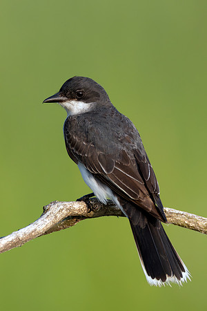CMS_5760-Eastern Kingbird