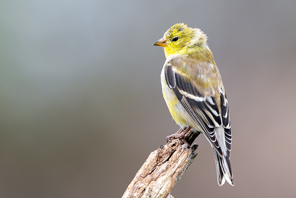 CMS_5755-Finch copy