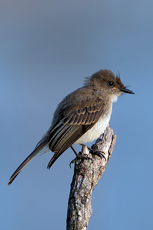 CMS_5675-Eastern Phoebee