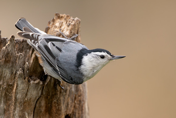 CMS_5577-Nuthatch copy