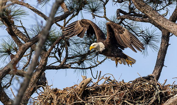 CMS_5568-Eagle