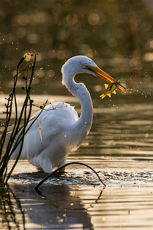 CMS_5563-Egret Fish