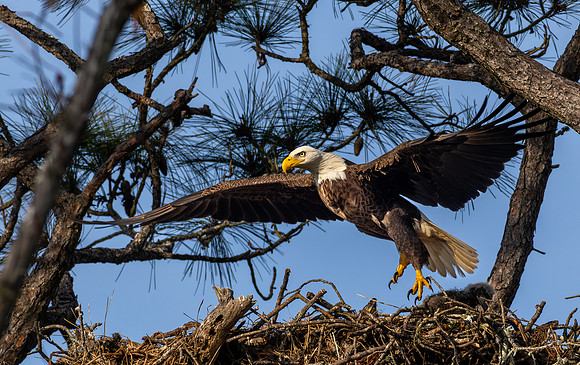 CMS_5566-Eagle taking off copy
