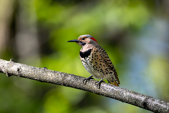 CMS_5528-Northern Flicker copy