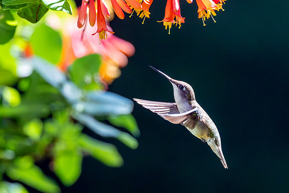 CMS_5661-Hummer copy