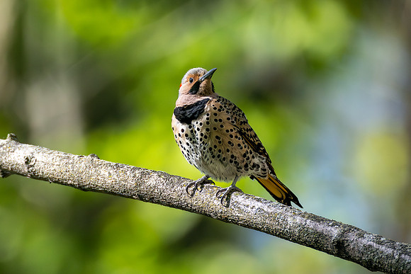 CMS_5492-Northern Flicker copy