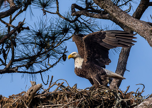 CMS_5563-Eagle copy