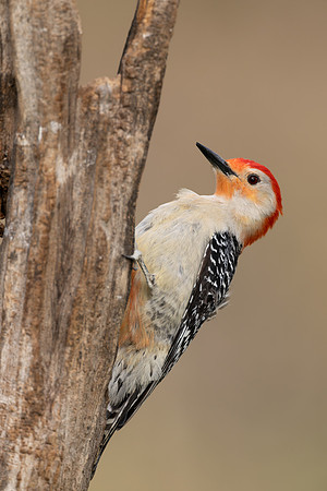 CMS_5332-Red Bellied Woodpecker copy