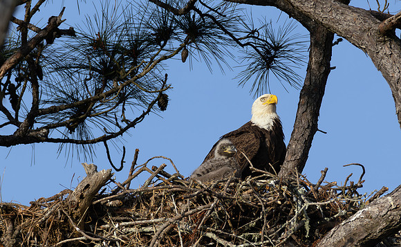 CMS_5166-Eagle and Eaglet copy