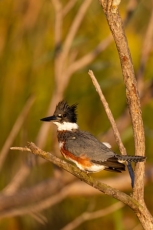 CMS_5155-Kingfisher copy