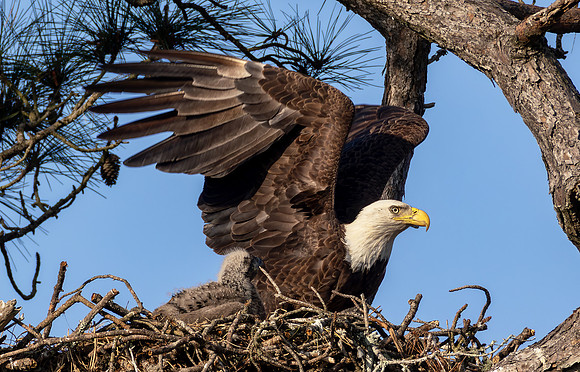 CMS_5203-Eagle copy