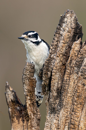CMS_5236-Downy Woodpecker copy