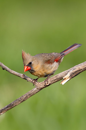 CMS_5290-Female Cardinal copy