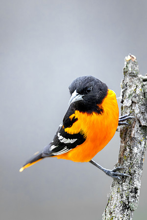CMS_5060-Oriole copy
