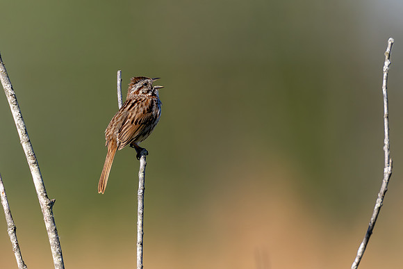 CMS_4907-Song Sparrow copy