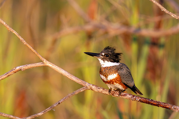 CMS_4938-Kingfisher copy