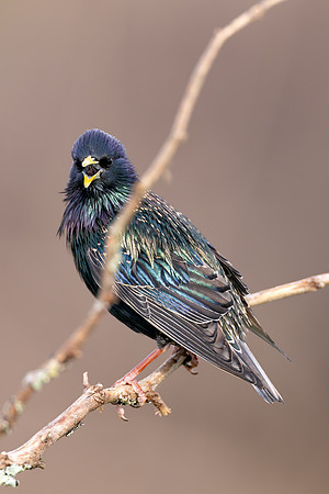 CMS_5087-Starling copy