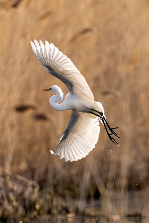 CMS_4705-Egret Flight copy