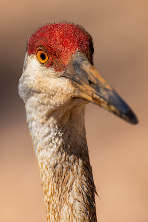 CMS_4516-Sandhill Crane copy