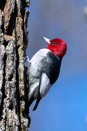 CMS_4481-Red Headed Woodpecker copy
