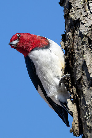 CMS_4428-Red Headed Woodpecker copy