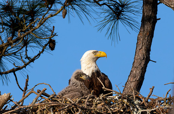 CMS_4435-Eagle and Eaglet