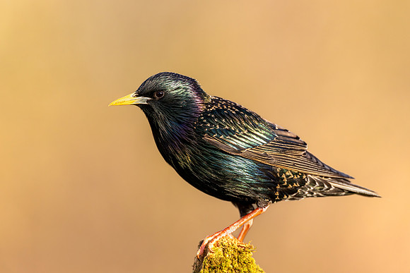 CMS_4601-Starling copy
