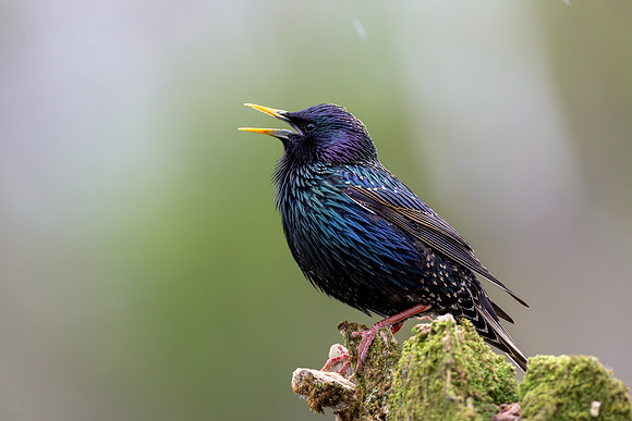 CMS_4328-Starling copy