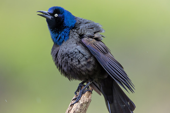 CMS_4407-Grackle in Rain copy