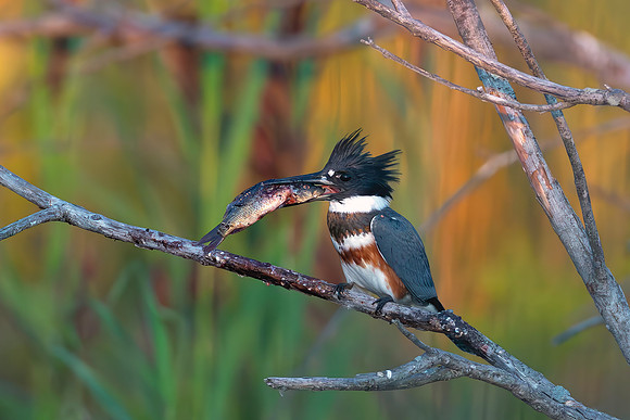 CMS_4290-Kingfisher-Crop
