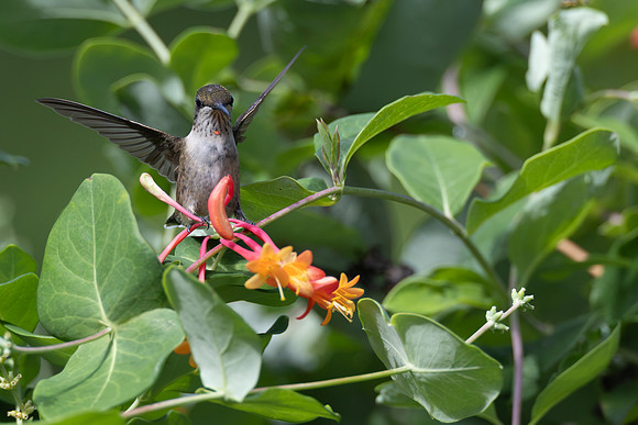 CMS_4327-Jr Male Hummingbird