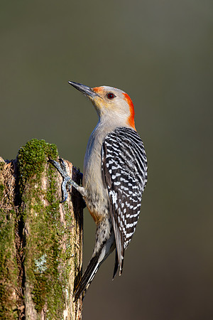 CMS_4337-Red Bellied Woodpecker copy