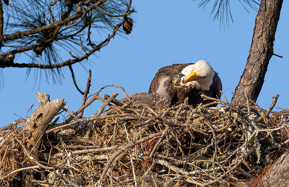 CMS_4229-Eagle Feeding copy