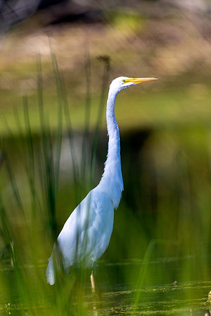 CMS_4388-Egret copy