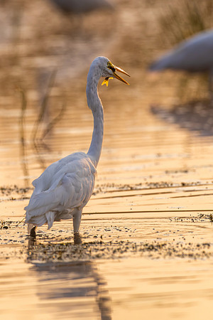 CMS_4215-Egret and Fish
