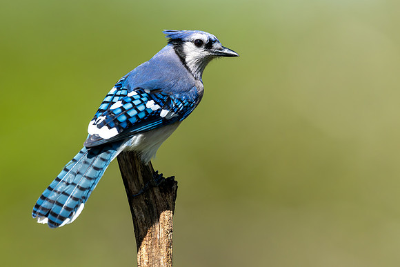 CMS_4146-Bluejay copy