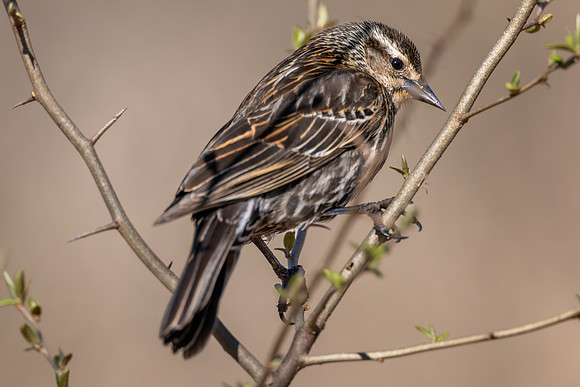 CMS_4224-F red wing blackbird copy