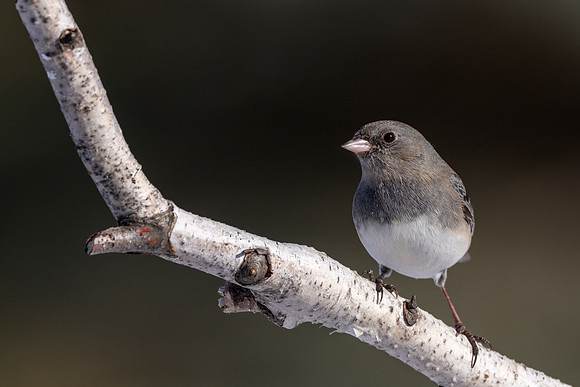 CMS_4162-Dark Eyed Junco copy