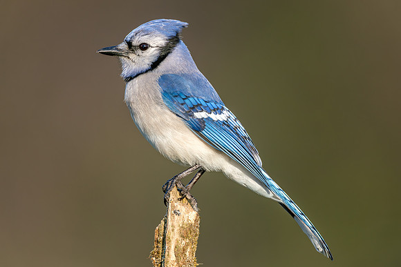 CMS_4225-Blue Jay copy