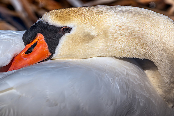CMS_4006-Sleeping Swan copy