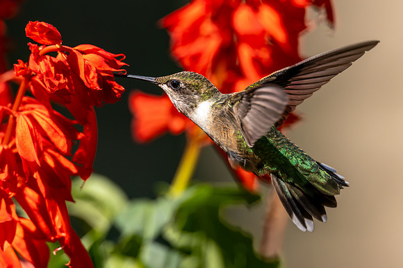 CMS_3874-Hummer copy
