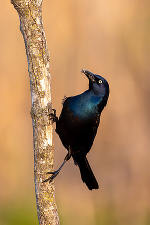 CMS_3850-Grackle and Bugs copy