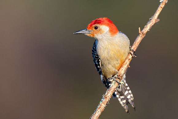 CMS_4008-Red Bellied Woodpecker copy